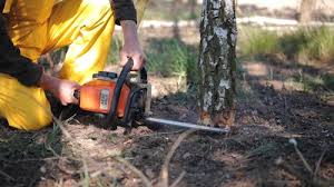 How Our Tree Care Process Works  in  Garfield, TX