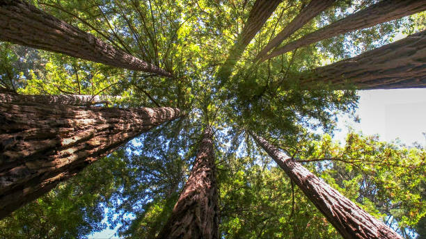 Best Tree Health Inspection  in Garfield, TX