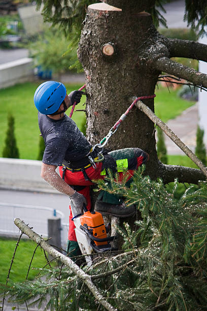 Best Lawn Maintenance Plans  in Garfield, TX