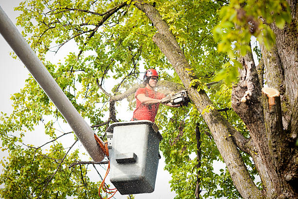 Best Tree Cabling and Bracing  in Garfield, TX